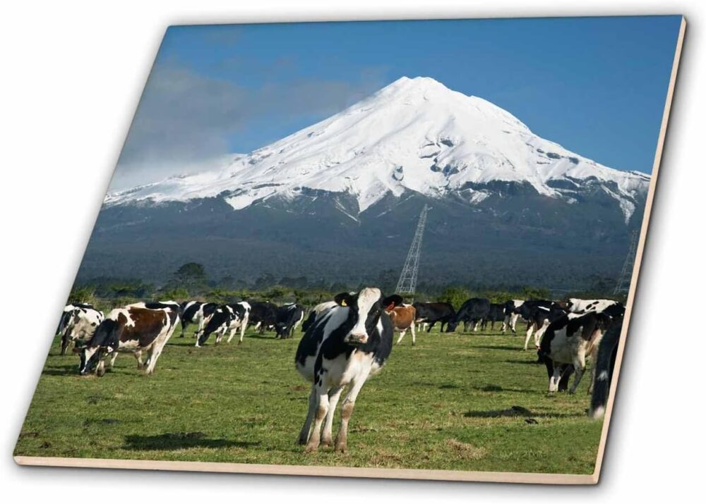 3dRose Vacas leiteiras, animais de fazenda, Taranaki, Nova Z...